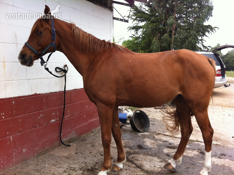 CABALLO ARABE RAID - Caballos Árabes Arabe