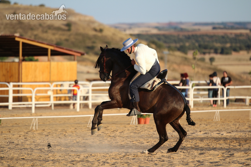 doma de caballos in 