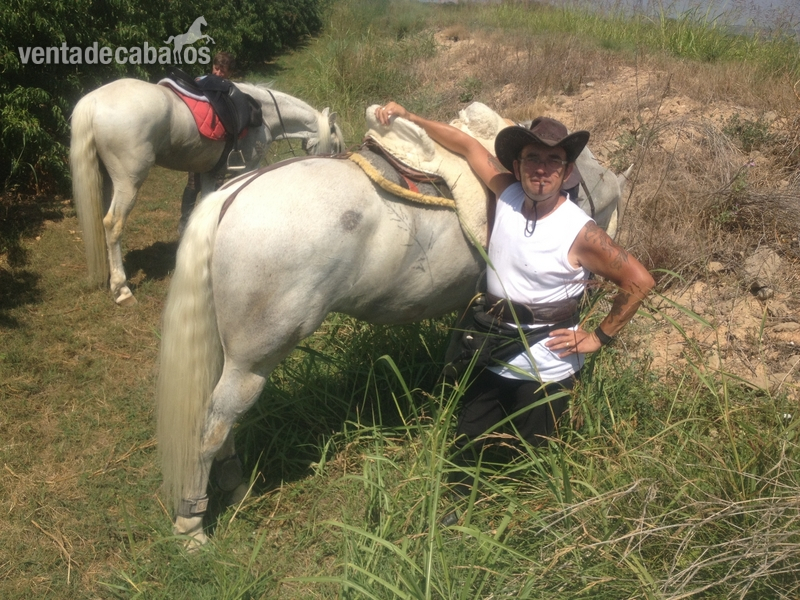 Caballo saltando 1,10 1,20 - Caballos Capados in 