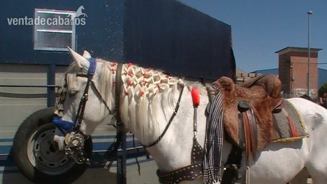 Caballo saltando 1,10 1,20 - Caballos Capados