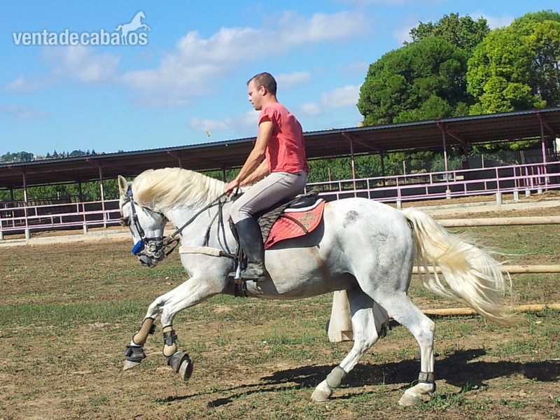 Caballos Capados Cruzado - Caballo saltando 1,10 1,20