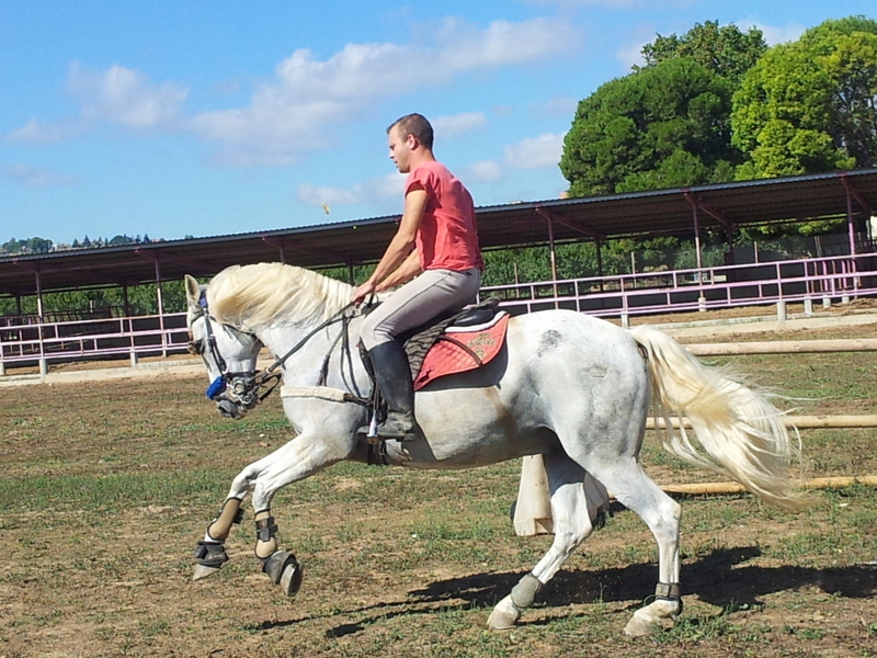 Caballos Capados Cruzado - Caballo saltando 1,10 1,20