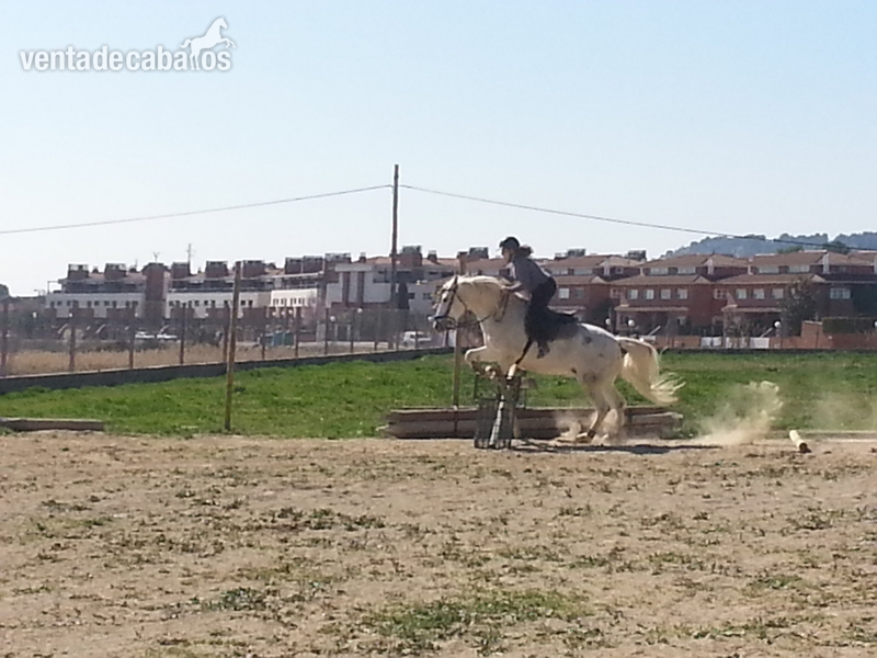 Caballo saltando 1,10 1,20 - Caballos Capados Cruzado