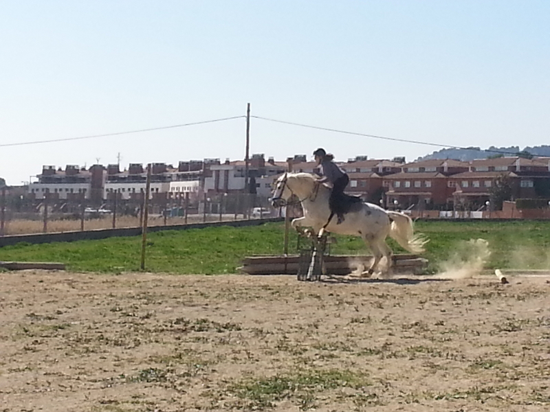 Caballo saltando 1,10 1,20 - Caballos Capados Cruzado