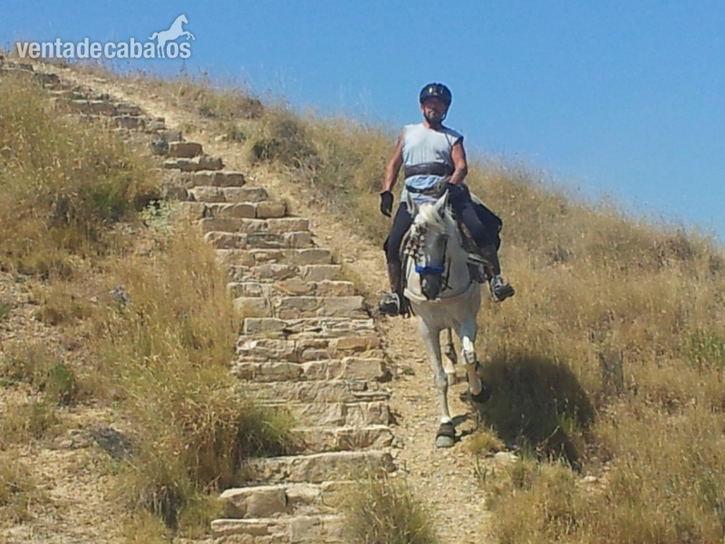 Caballo saltando 1,10 1,20 - Cruzado