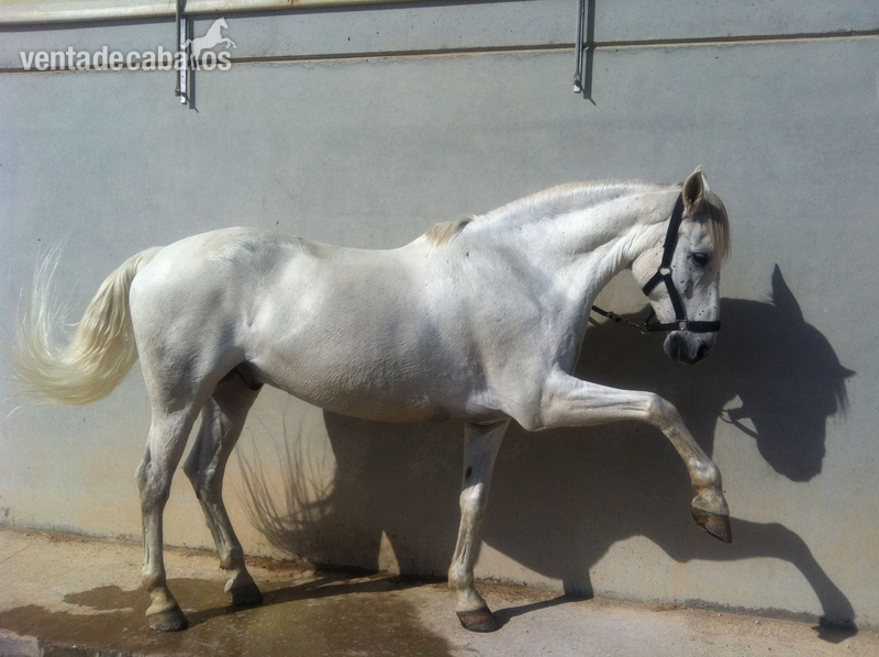 Caballo saltando 1,10 1,20 - Caballos Capados