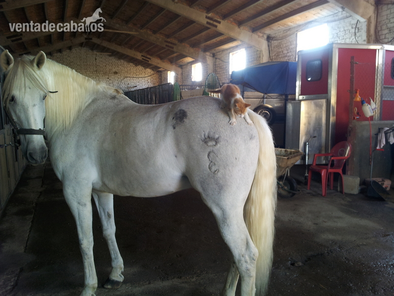 Caballo saltando 1,10 1,20