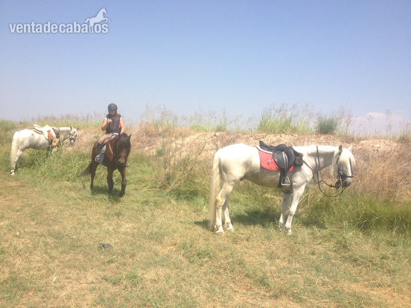  Caballo saltando 1,10 1,20