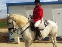 Caballo saltando 1,10 1,20
