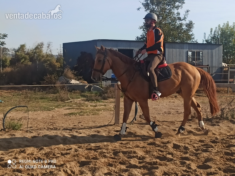 Caballos Capados Cruce cuarto de milla - Cruce de cuarto de milla