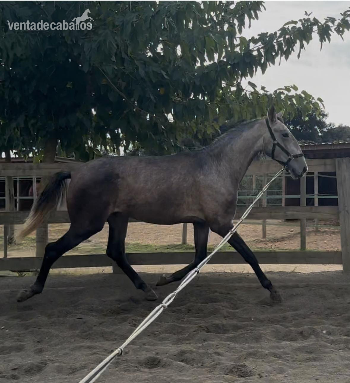 Espectacular potro PRE 2 alos y 3 meses in 