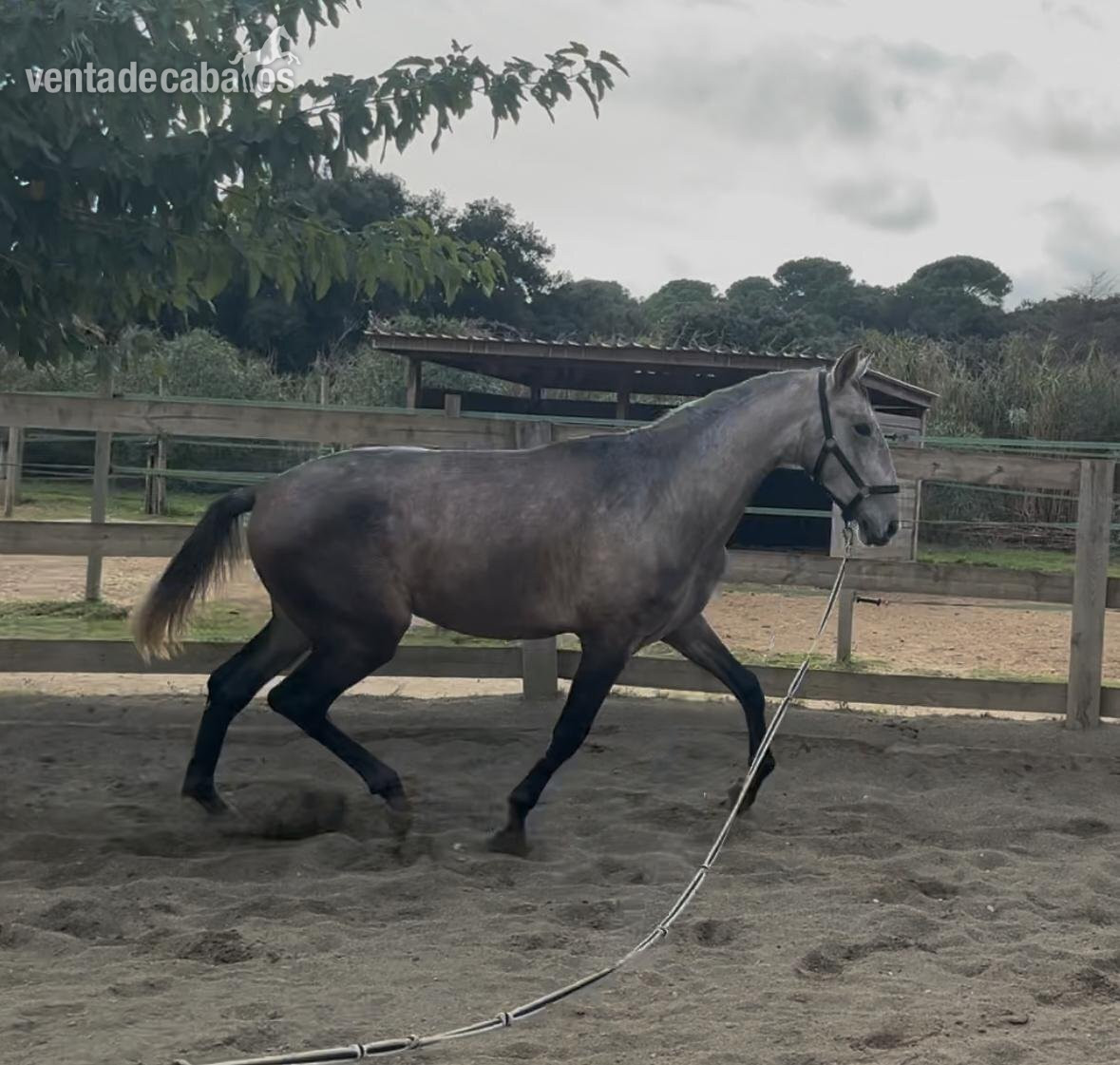 Caballos Pura Raza Española (P.R.E.) EMPTY - Espectacular potro PRE 2 alos y 3 meses