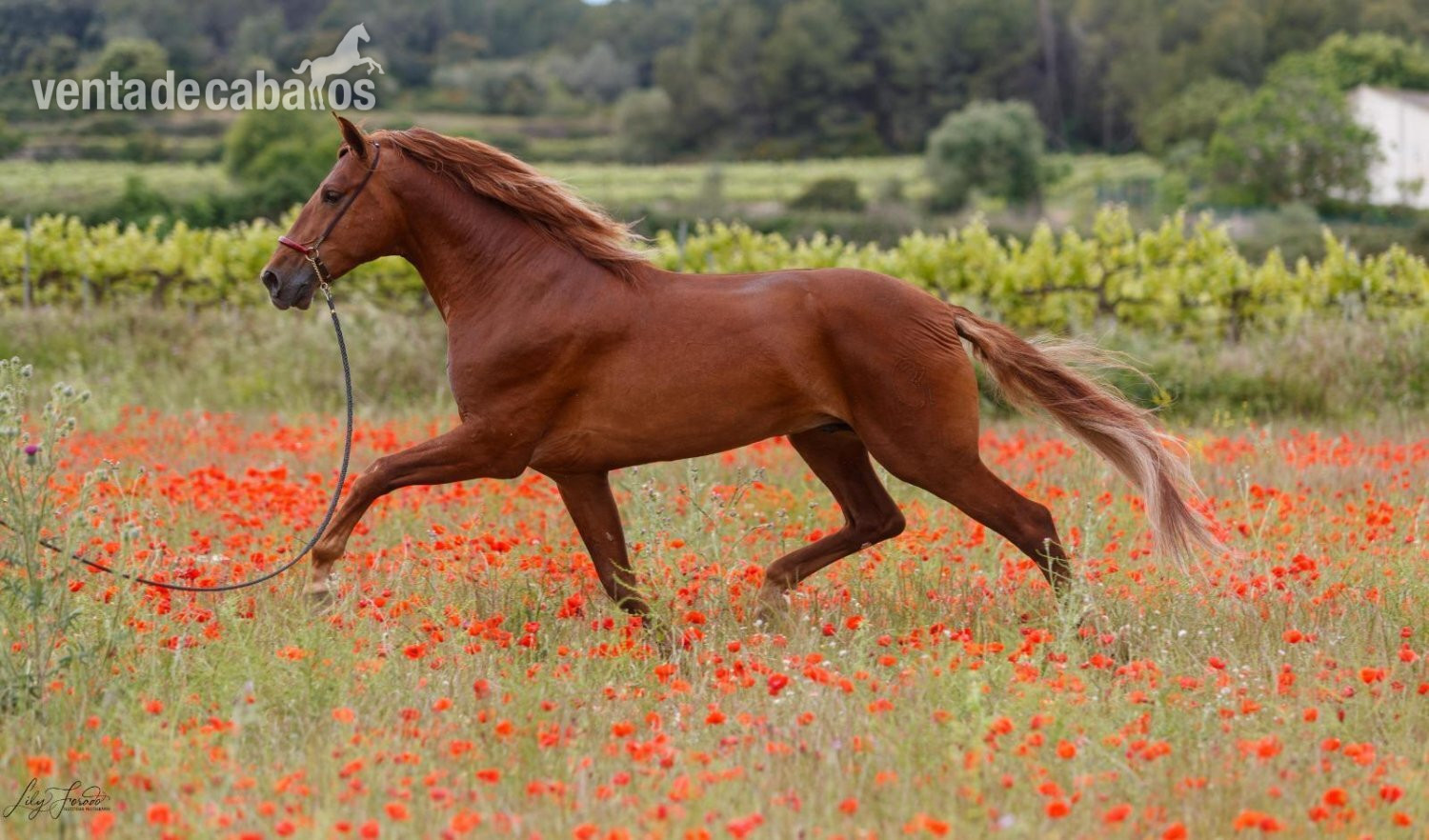 Espectacular potro PRE 2 alos y 3 meses - Caballos Pura Raza Española (P.R.E.) EMPTY