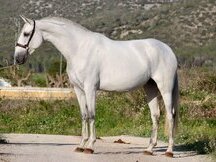 Espectacular potro PRE 2 alos y 3 meses