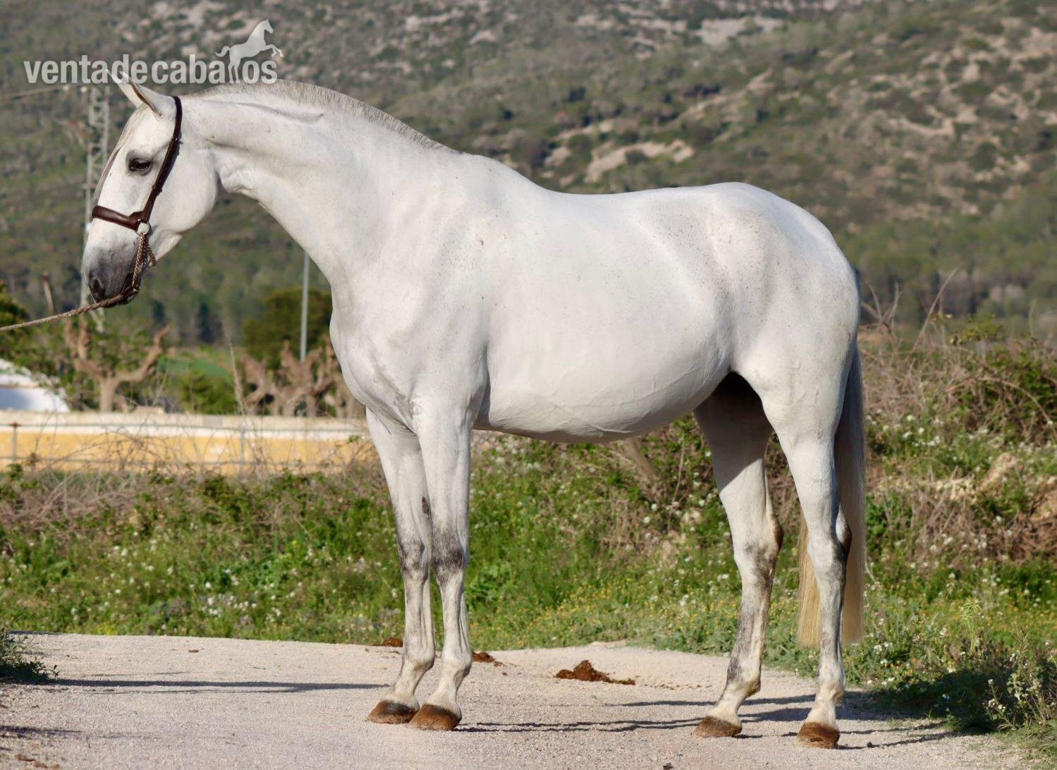 Espectacular potro PRE 2 alos y 3 meses - EMPTY