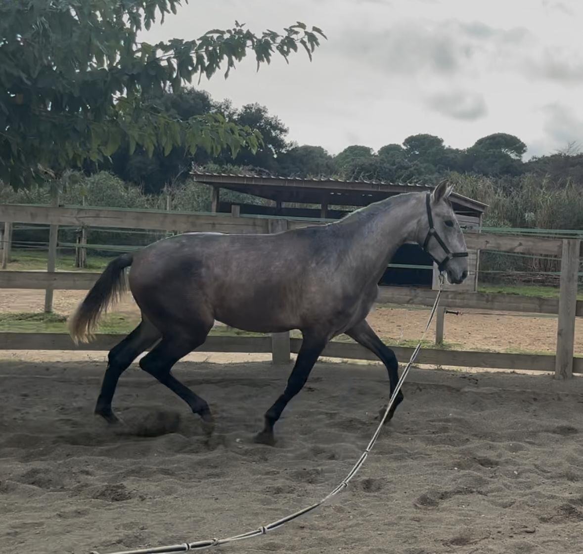 Caballos Pura Raza Española (P.R.E.) EMPTY - Espectacular potro PRE 2 alos y 3 meses