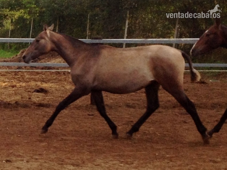 POTRO Orígenes URQUIJO in 
