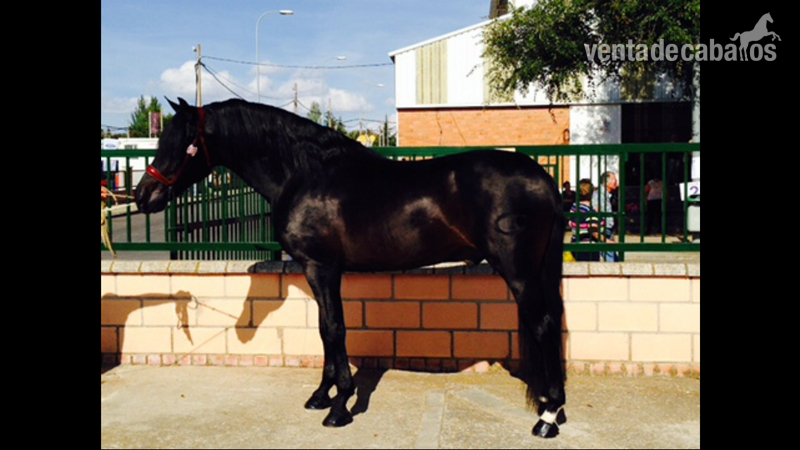 PRE - CASTAÑO MORCILLO - Caballos Pura Raza Española (P.R.E.) Pura Raza Española