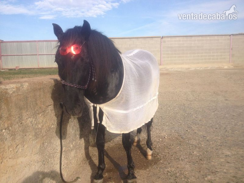 Camvio o vendo PRE capa negra entero - Caballos Enteros