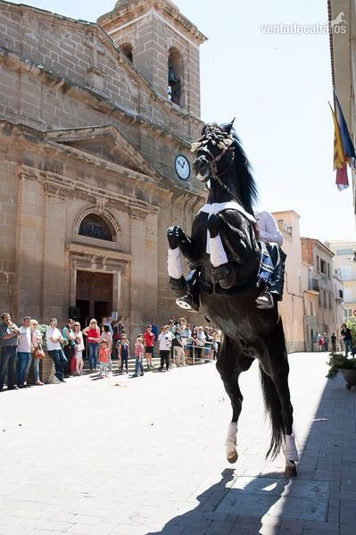 Caballos Enteros - Camvio o vendo PRE capa negra entero