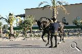 Caballos Enteros PRE - Camvio o vendo PRE capa negra entero