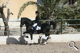 Camvio o vendo PRE capa negra entero - Caballos Enteros PRE