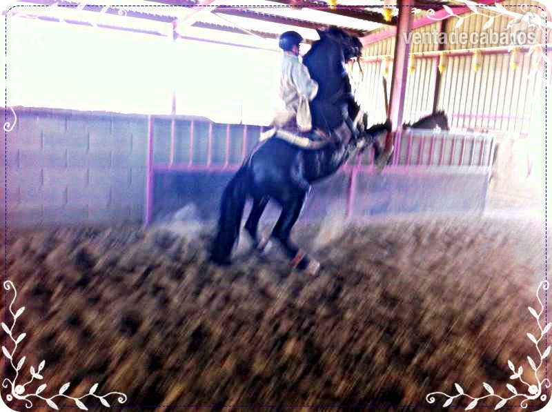 Camvio o vendo PRE capa negra entero - Caballos Enteros
