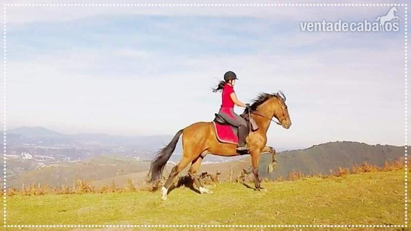 Caballo hispano arabe in 