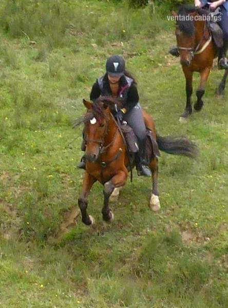Hispano-Arabe