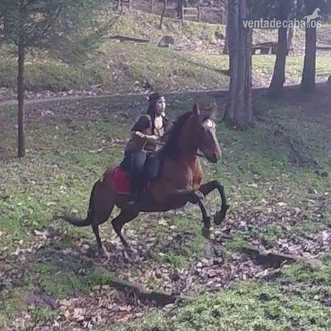 Caballo Hispano Árabe Hispano-Arabe - Caballo hispano arabe