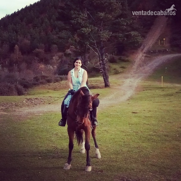 Caballo hispano arabe - Hispano-Arabe