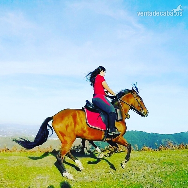 Caballo hispano arabe - Caballo Hispano Árabe