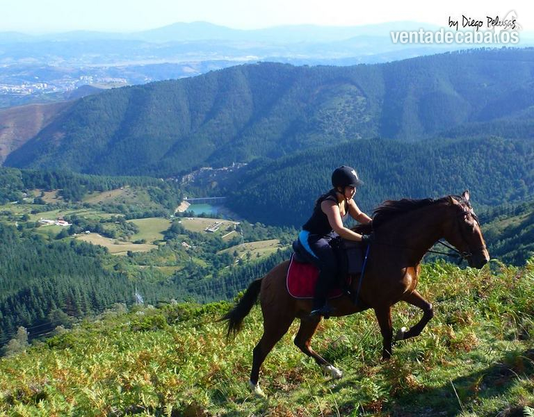 Caballo hispano arabe