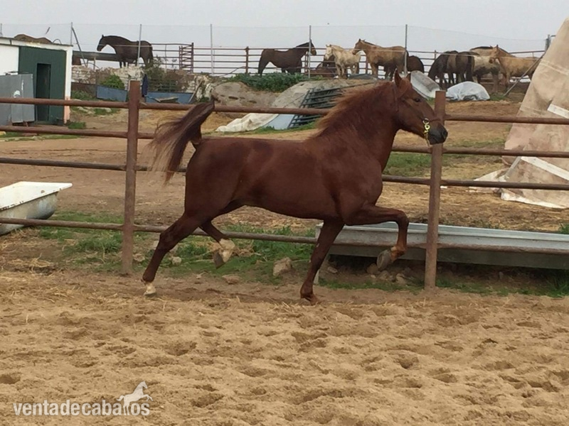 Caballos Pura Raza Española (P.R.E.) Pre - Alazan PRE 1,66