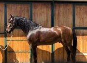 VENDO PRE 10 AÑOS. CASTRADO. MONTADO Y ENGANCHADO.