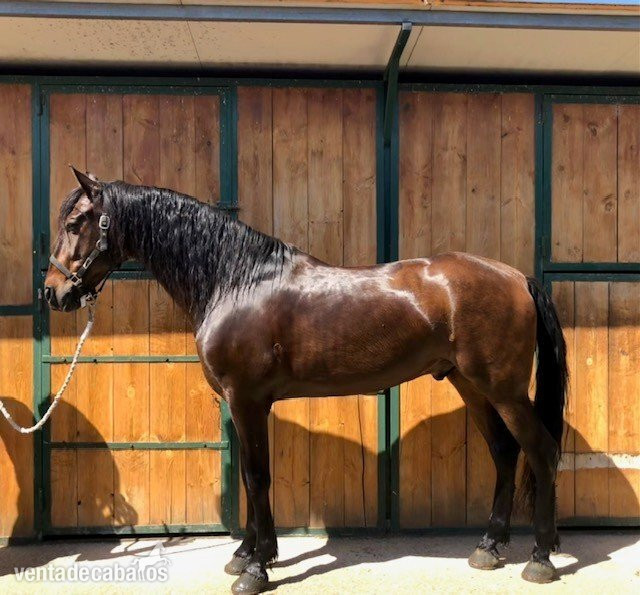 VENDO PRE 10 AÑOS. CASTRADO. MONTADO Y ENGANCHADO. in 