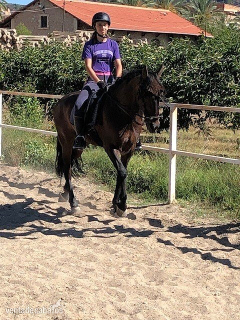 VENDO PRE 10 AÑOS. CASTRADO. MONTADO Y ENGANCHADO. - Caballos Pura Raza Española (P.R.E.) EMPTY