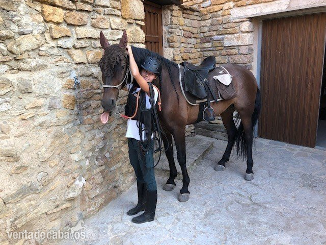 VENDO PRE 10 AÑOS. CASTRADO. MONTADO Y ENGANCHADO. - Caballos Pura Raza Española (P.R.E.)