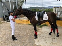 VENDO PRE 10 AÑOS. CASTRADO. MONTADO Y ENGANCHADO.