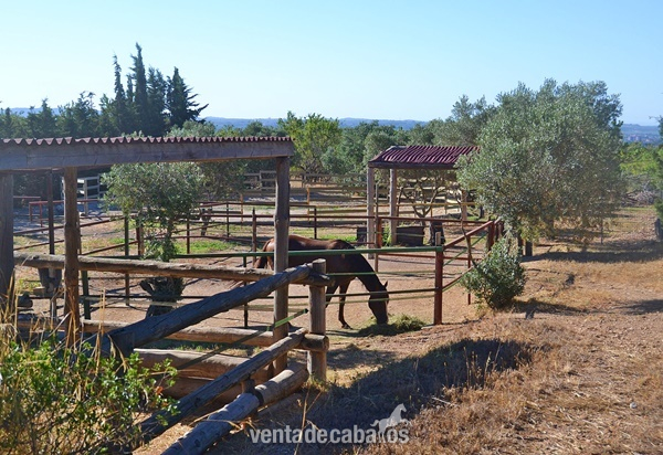 Finca Hípica a solo 1 h de Barcelona - Finca ecuestre