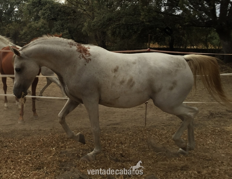 Caballos Árabes Arabe - Magnifica yegua pura arabe torda