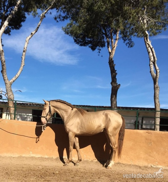 Caballo lusitano cremello in 