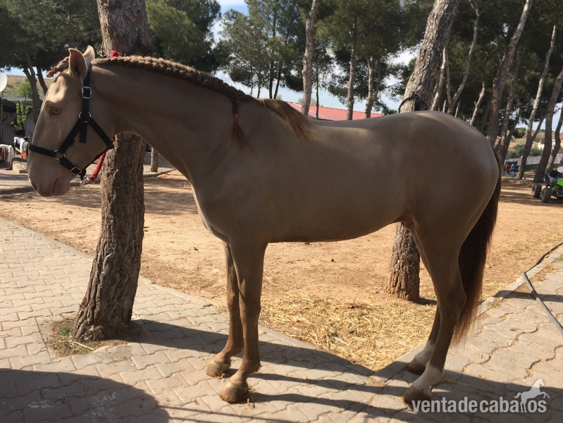 Lusitano
