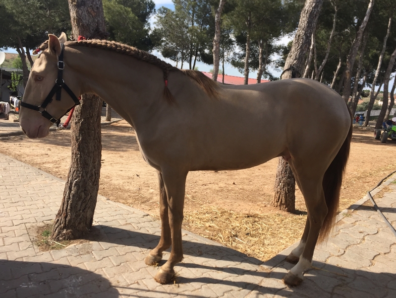 Lusitano
