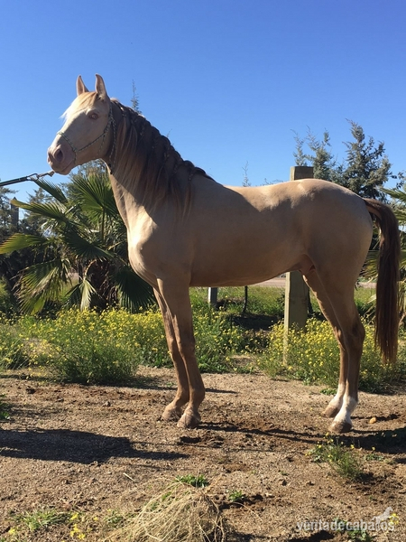 Lusitano {TYPE}
