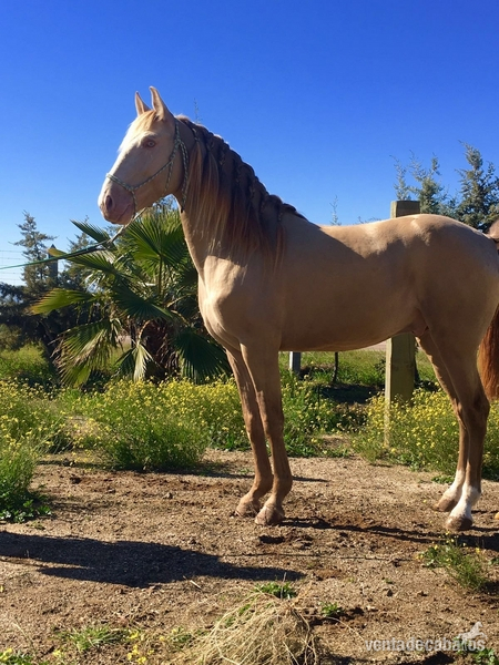 Caballos Enteros Lusitano - Caballo lusitano cremello