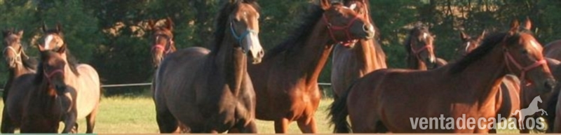 Horse for sale in HUngary in 