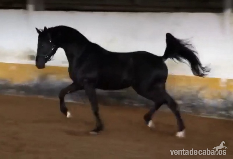 Semental Oldemburgo CDE  - Caballos Enteros
