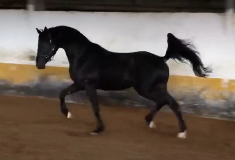 Semental Oldemburgo CDE  - Caballos Enteros