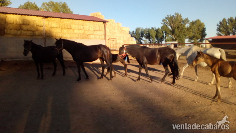 Venta de hipica in 